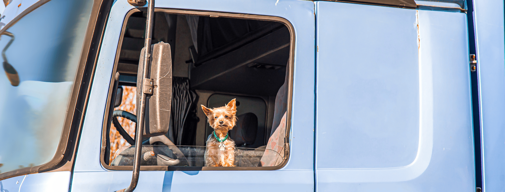 dog in a semi truck